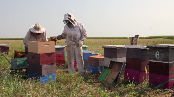 Два Пасечника Пчеловоды Собирают Мед Винтаж Пчеловоды Вынимают Соты Деревянной — стоковое видео
