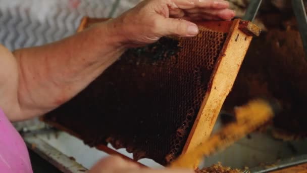 Older Woman Uncapping Honey Cells Beekeeper Fork Tool Opening Removing — Stock Video