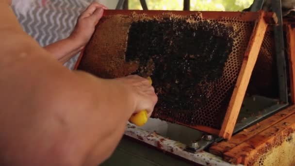 Older Woman Uncapping Honey Cells Beekeeper Fork Tool Opening Removing — Stock Video