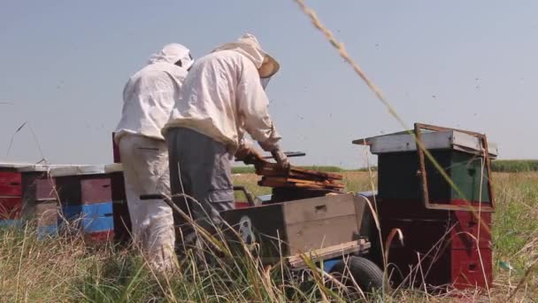Δύο Μελισσοκόμοι Μελισσοκόμοι Συλλέγουν Μέλι Κρασί Μελισσοκόμοι Βγάζουν Την Κηρήθρα — Αρχείο Βίντεο