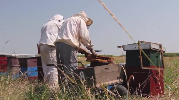 Dos Apicultores Apicultores Están Cosechando Miel Añada Los Apicultores Están — Vídeo de stock