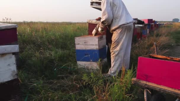 양봉가가 떼에서 채취하기 벌들의 서식지 상황을 통제하기 벌통을 — 비디오