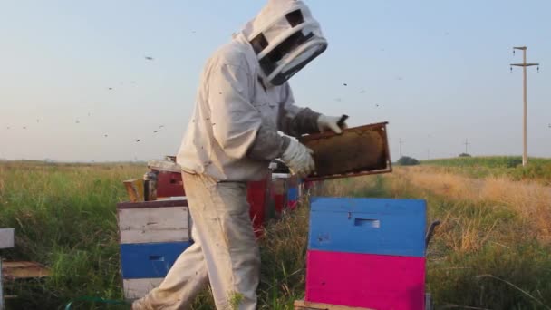 Apiarist Arı Yetiştiricisi Bal Topluyor Arı Yetiştiricisi Bal Kovanlarından Hasattan — Stok video