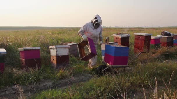 Apiarist Beekeeper Harvesting Honey Vintage Beekeeper Taking Out Honeycomb Wooden — Stock Video