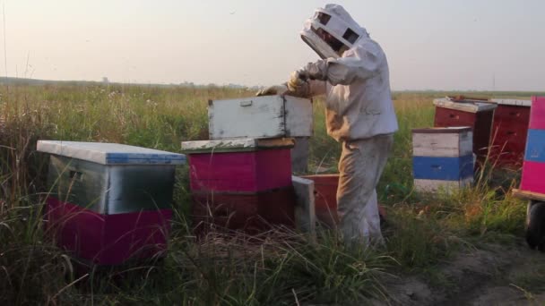 Apiarista Apicultor Está Revisando Las Abejas Marco Madera Panal Apicultor — Vídeo de stock