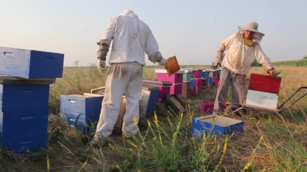 Dva Včelaři Včelaři Sklízejí Med Včelařství Včelaři Vytahují Plástve Dřevěném — Stock video