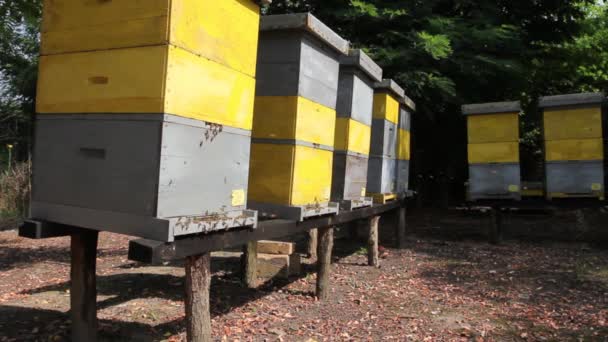 Rij Van Bijenkorven Houten Pilaren Opgeheven Bijenstal Bijenhouderij Houten Kleurrijke — Stockvideo