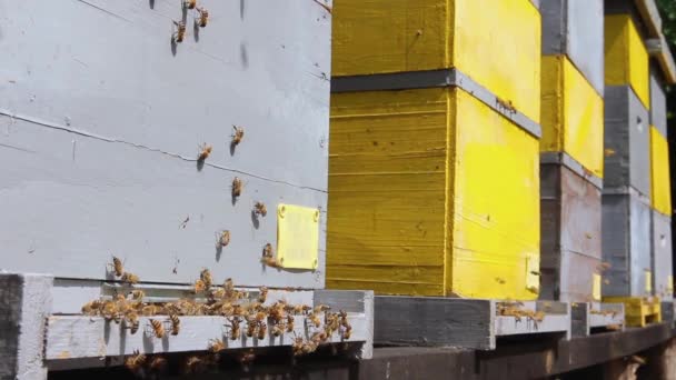 Lugar Aterrizaje Entrada Colmena Las Abejas Vuelan Las Abejas Vuelan — Vídeos de Stock