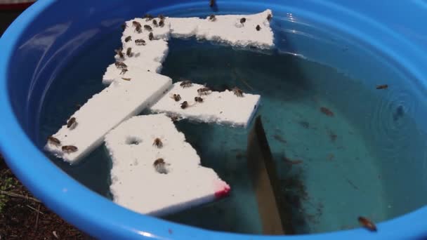 Bees Drinking Water Bees Standing Pieces Styrofoam Drinking Fresh Water — Stock Video