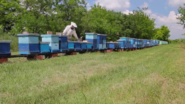 Apiarist Arı Yetiştiricisi Arı Kovanları Arı Çiftliklerinde Çalışıyor Arı Yetiştiricisi — Stok video