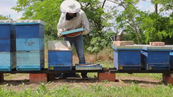 養蜂家 養蜂家は 養蜂場の行 養蜂場で働いています 養蜂家は 並んで木製のカラフルな養蜂場 蜂のコロニーの状況を制御しています 264ビデオコーデック — ストック動画