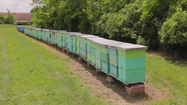 Wiersz Uli Hodowli Pszczół Pasiek Drewniane Kolorowe Uli Umieszczone Rzędzie — Wideo stockowe