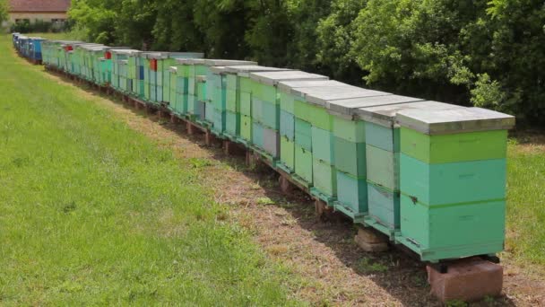 Reihe Von Bienenstöcken Bienenfarm Imkerei Bunte Bienenstöcke Aus Holz Die — Stockvideo