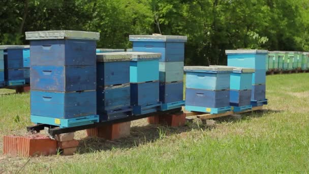 Σειρά Από Κυψέλες Μελισσοκομείο Μελισσοκομείο Ξύλινα Πολύχρωμα Μελίσσια Τοποθετούνται Μια — Αρχείο Βίντεο