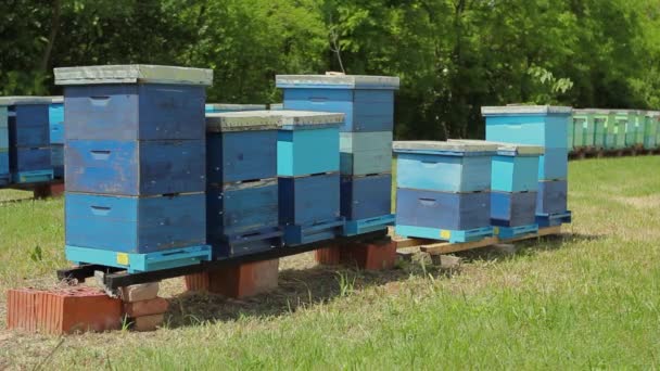 Fila Colmeias Fazenda Abelhas Apiary Wooden Colmeias Coloridas Colocados Uma — Vídeo de Stock