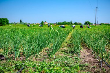 Genç pırasa çiftliğinde soğanları korumak için bir grup insan çalışıyor..