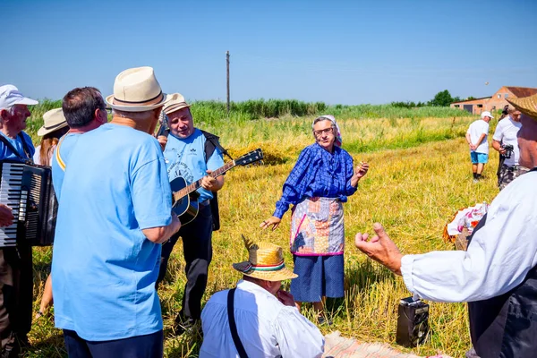 Muzlja Voyvodina Sırbistan Temmuz 2019 Müzisyenler Buğdayı Geleneksel Kırsal Alanda — Stok fotoğraf