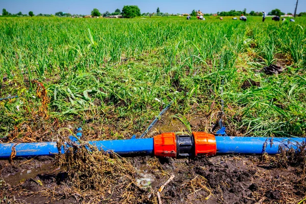 Genç Soğanların Fidanlığına Plastik Sulama Boruları Yerleştirildi Düşürme Sistemine Geç — Stok fotoğraf