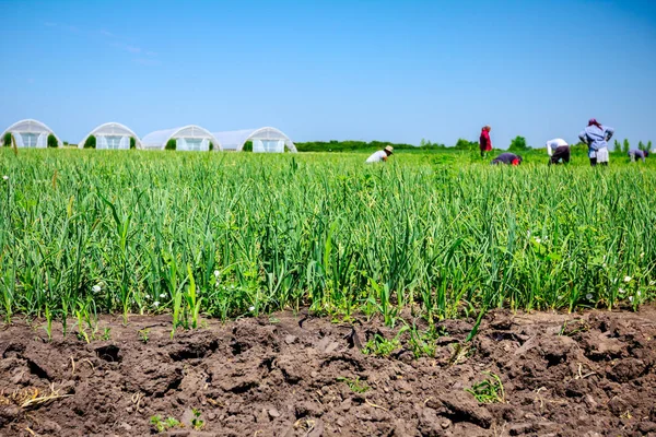 Team People Working Plantation Young Leek Maintain Onions Greenhouses Distance — Stock Photo, Image