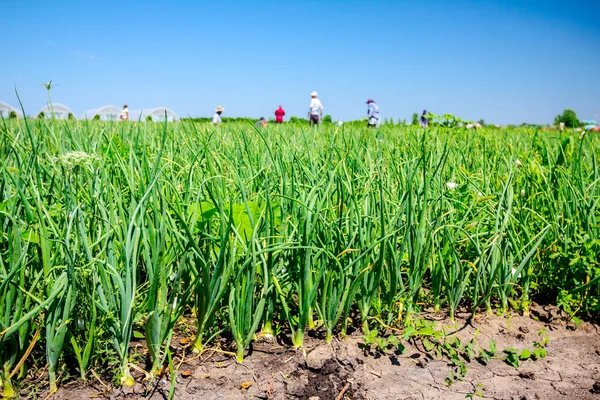 Team People Working Plantation Young Leek Maintain Onions Greenhouses Distance — Stock Photo, Image