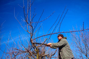 Çiftçi meyve bahçesindeki meyve ağaçlarının dallarını buduyor. Baharın erken saatlerinde merdiven kullanarak uzun kesiciler kullanıyor..