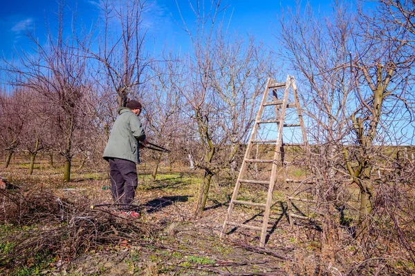 Agricultor Está Podando Ramas Árboles Frutales Huerto Usando Largos Cortarramas — Foto de Stock