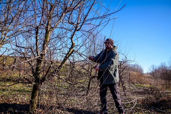 Jordbrukare Beskärning Grenar Fruktträd Fruktträdgård Med Hjälp Långa Loppers Tidigt — Stockfoto