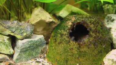 Hoplosternum toracatum akvaryumda çeşitli su bitkileri ve balıklarla dolu, yayın balığı temizleyicisi mağarasında saklanıyor. H.264 video kodlayıcı