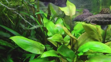 Hoplosternum toracatum akvaryumda çeşitli su bitkileri ve balıklarla birlikte, yayın balığı temizleyicisi. H.264 video kodlayıcı