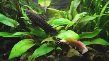 Hoplosternum toracatum akvaryumda çeşitli su bitkileri ve balıklarla birlikte, yayın balığı temizleyicisi. H.264 video kodlayıcı