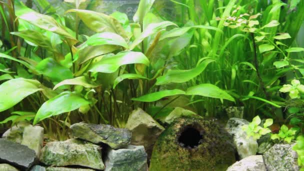 Vista Sobre Paisaje Del Acuario Plantas Rocas Paisaje Submarino Tanque — Vídeos de Stock