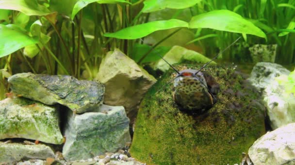 Hoplosternum Thoracatum Aquarium Met Een Verscheidenheid Aan Waterplanten Vissen Binnen — Stockvideo