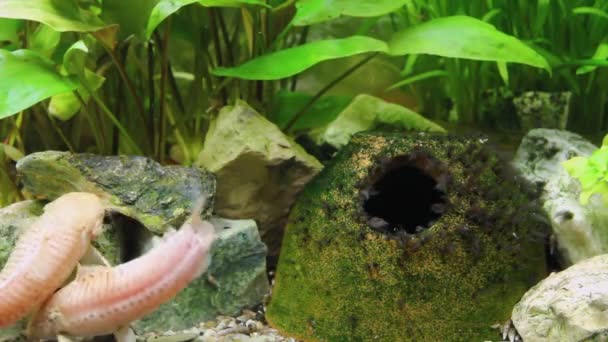 Hoplosternum Thoracatum Aquarium Met Een Verscheidenheid Aan Waterplanten Vissen Binnen — Stockvideo