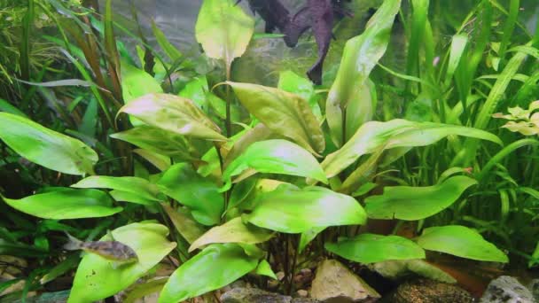 Hoplosternum Thoracatum Aquarium Met Een Verscheidenheid Aan Waterplanten Vissen Binnen — Stockvideo