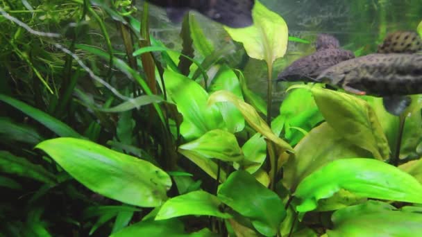 水槽内の水生植物や魚の様々なホステルムトリウム ナマズのクリーナー 264ビデオコーデック — ストック動画