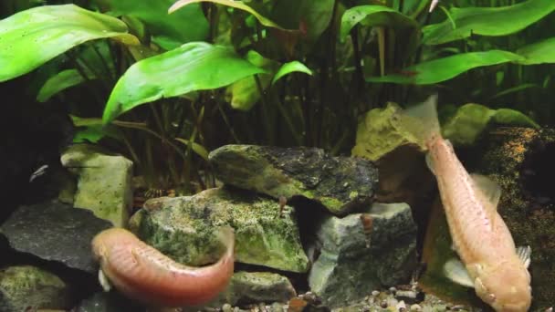 Hoplosternum Thoracatum Akvarium Med Mängd Olika Vattenlevande Växter Och Fisk — Stockvideo