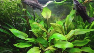 Hoplosternum toracatum akvaryumda çeşitli su bitkileri ve balıklarla birlikte, yayın balığı temizleyicisi. H.264 video kodlayıcı