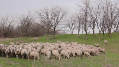 Koyun sürüsü otluyor, bir çayırda, tepenin üzerinde çayırda. H.264 video kodlayıcı