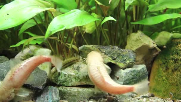 Hoplosternum Thoracatum Aquarium Mit Einer Vielzahl Von Wasserpflanzen Und Fische — Stockvideo