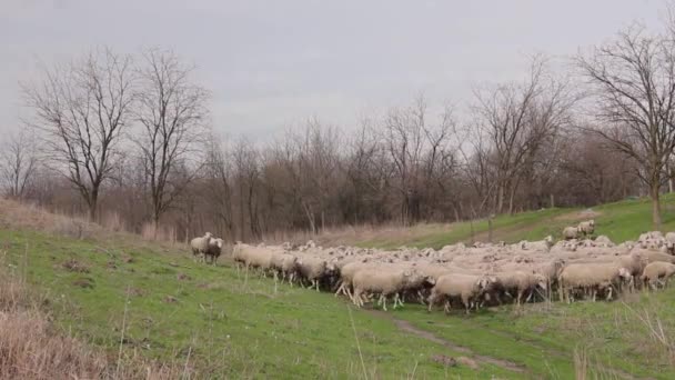 Flock Får Betar Gräs Betesmark Äng Över Kullen 264 Videokodning — Stockvideo