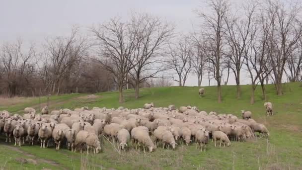 Troupeau Moutons Paissent Herbe Sur Pâturage Prairie Sur Colline 264 — Video