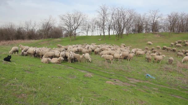 Σμήνη Προβάτων Βόσκουν Χορτάρι Ένα Βοσκότοπο Λιβάδι Πάνω Από Λόφο — Αρχείο Βίντεο