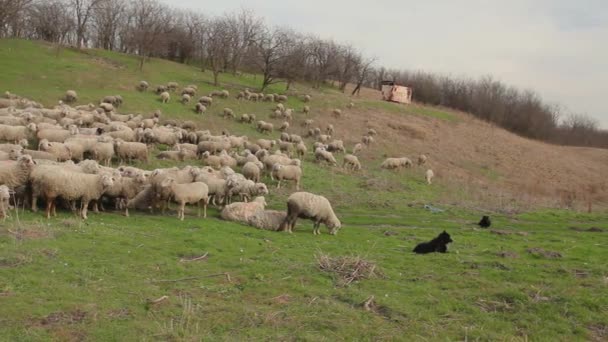 Flock Får Betar Gräs Betesmark Äng Över Kullen 264 Videokodning — Stockvideo