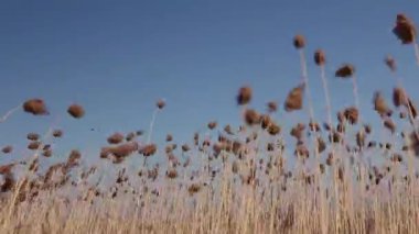 Olgun kamışların rüzgarı güçlü esiyor. Olgun sazlıklar güçlü rüzgarda bükülüyor. H.264 video kodlayıcı