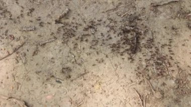 Karıncalar yol boyunca ilerleyen bir sütun asker karıncayı görüyor. Kuru zemin üzerinde uzun bir kolon halinde ilerliyorlar. H.264 video kodlayıcı