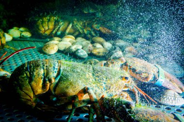 Canlı egzotik ve pahalı pençeli kerevitler akvaryumda, geleneksel deniz ürünleri restoranında satılıyorlar..