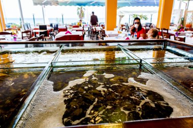 Canlı deniz hayvanları bölünmüş akvaryumlarda, geleneksel deniz ürünleri restoranlarında satılık akvaryumlar, deniz kabukları....