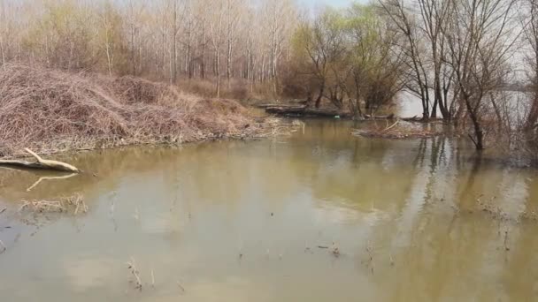 River Has Swollen Forest Early Spring Calm Wide Riverbank Landscape — Stock Video