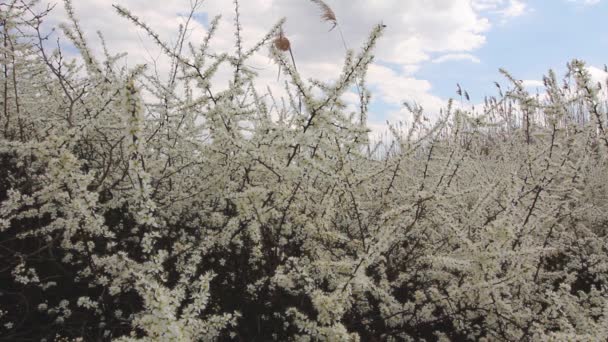 Fruit Tree Apricot Has Full Treetop Flowers Spring Blooming Early — Stock Video