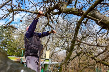Yaşlı adam, bahçıvan ağaçların tepesine tırmanıyor. Baharın erken saatlerinde meyve dallarını buduyor..